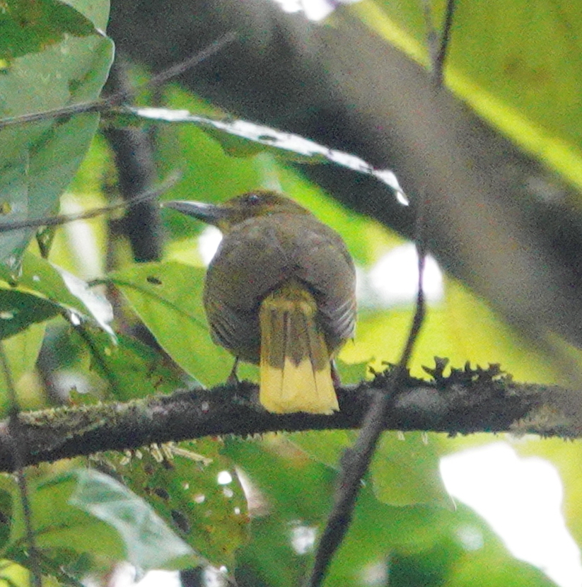 Seram Golden Bulbul