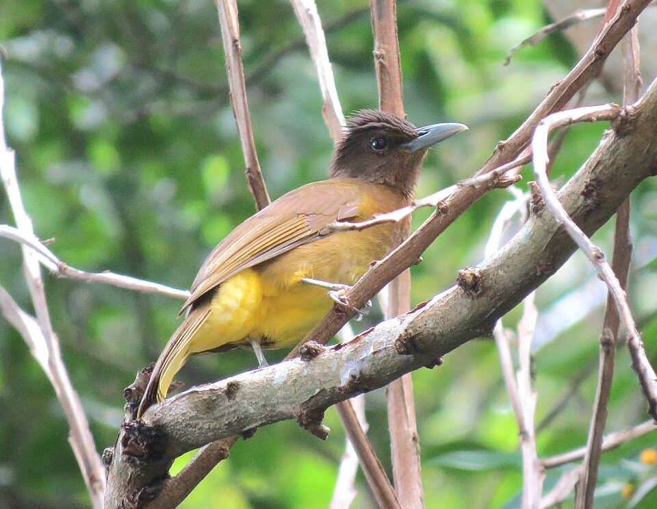 Camiguin Bulbul