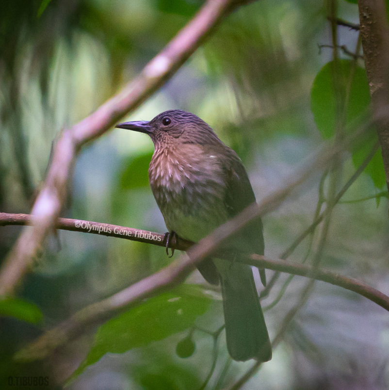 Visayan Bulbul