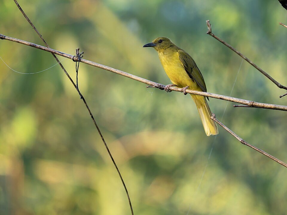Northern Golden Bulbul