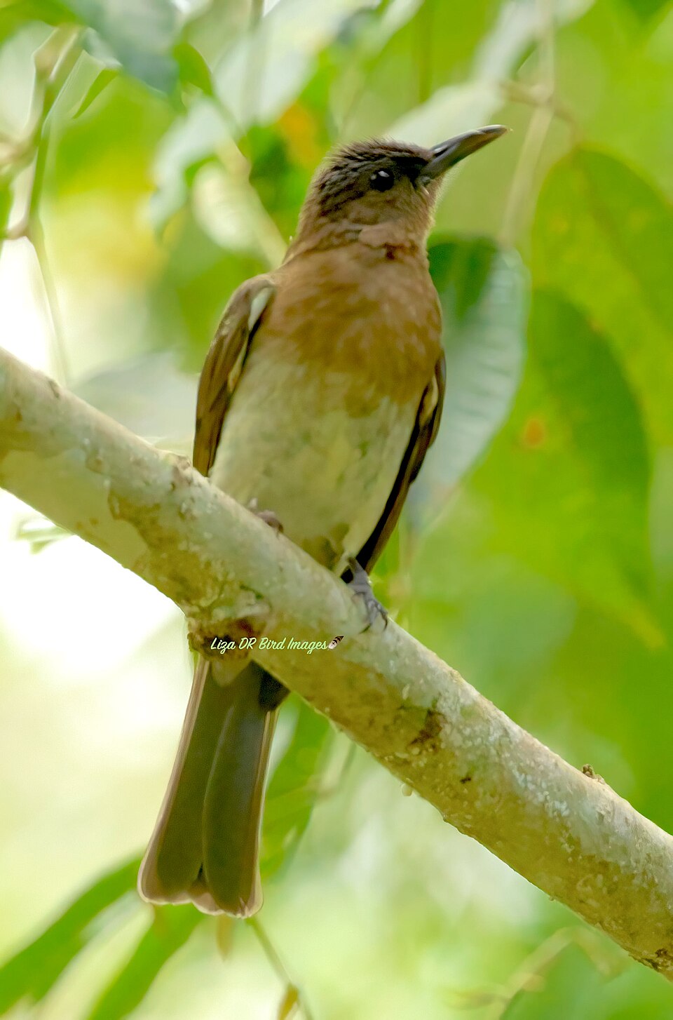 Zamboanga Bulbul