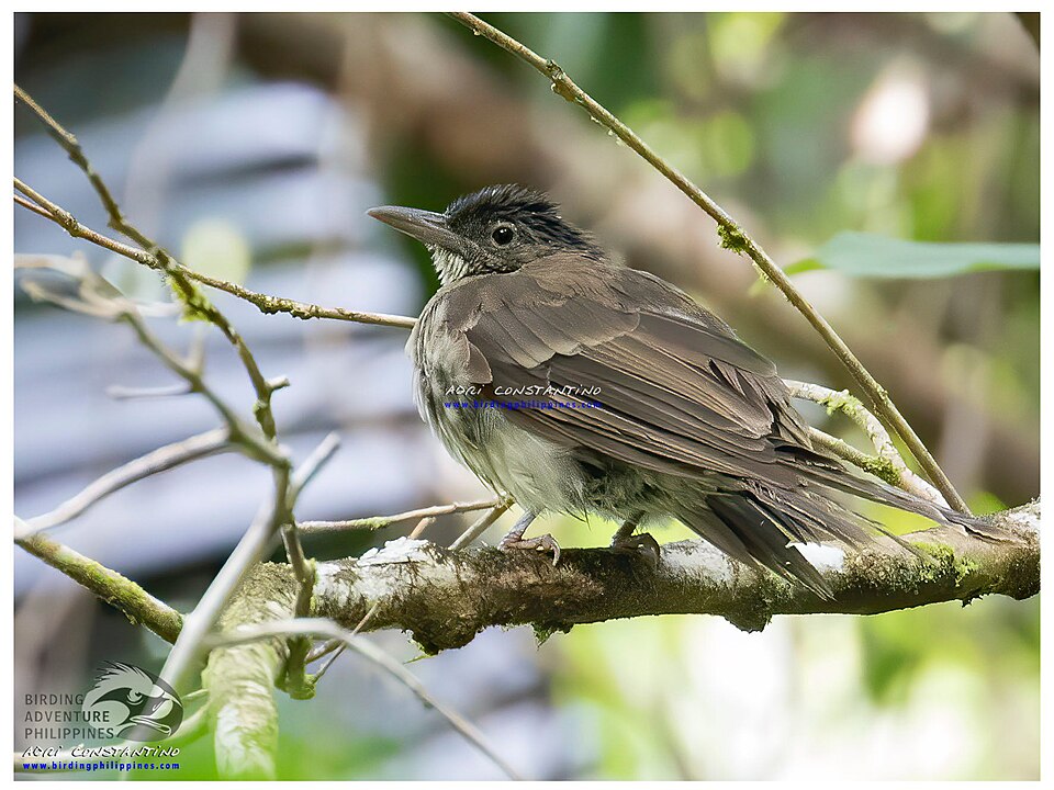 Streak-breasted Bulbul