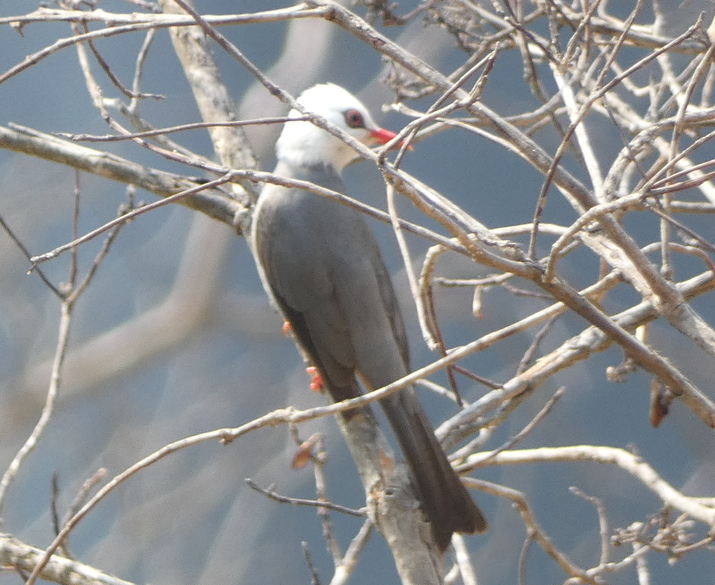 White-headed Bulbul