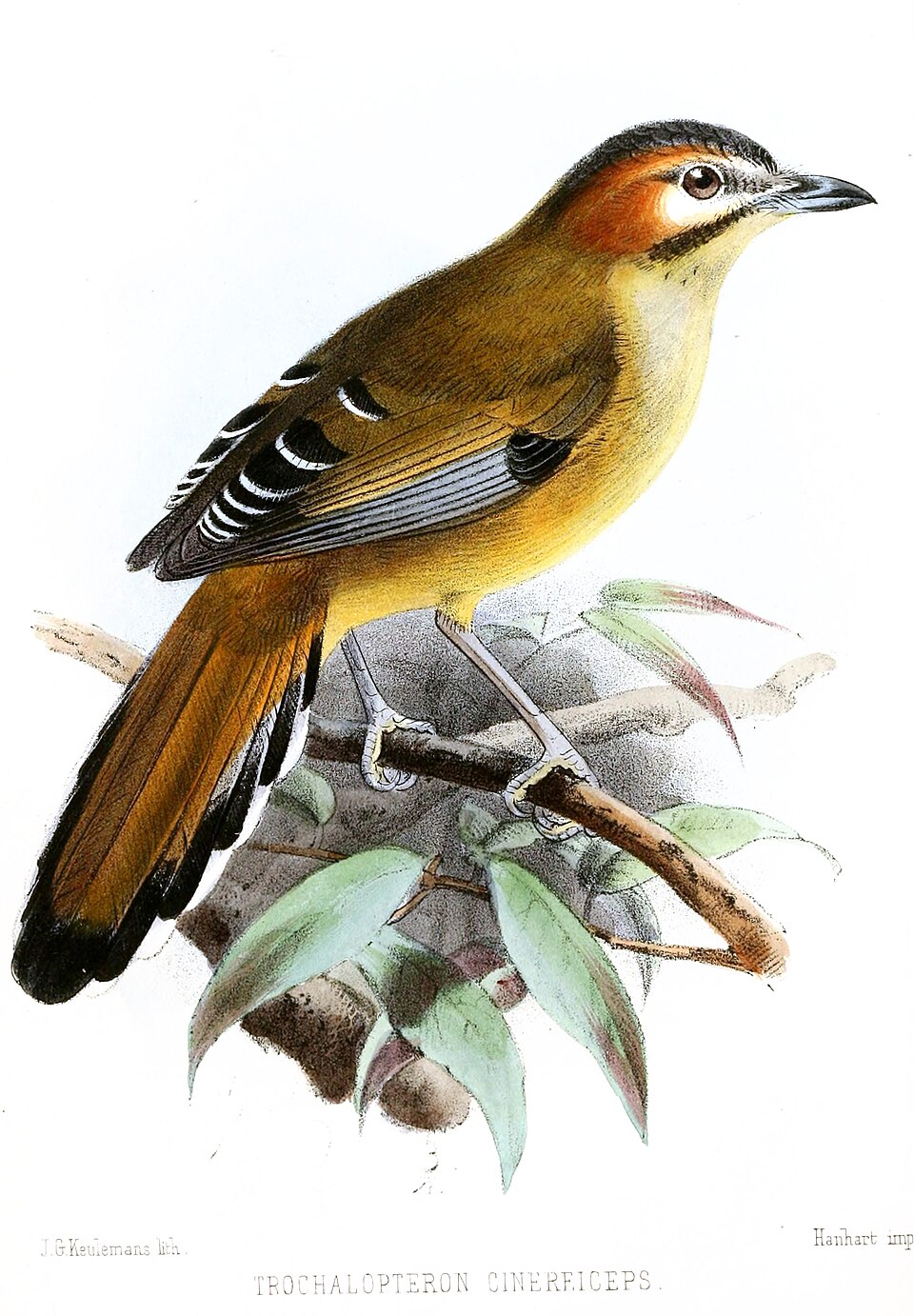 Moustached Laughingthrush
