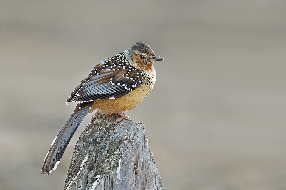 Giant Laughingthrush