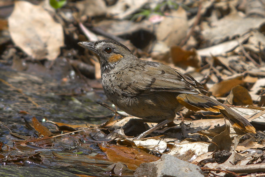 Rufous-chinned Laughingthrush