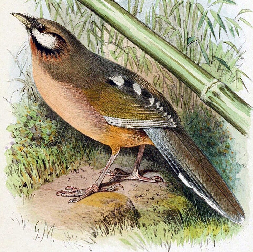 Snowy-cheeked Laughingthrush