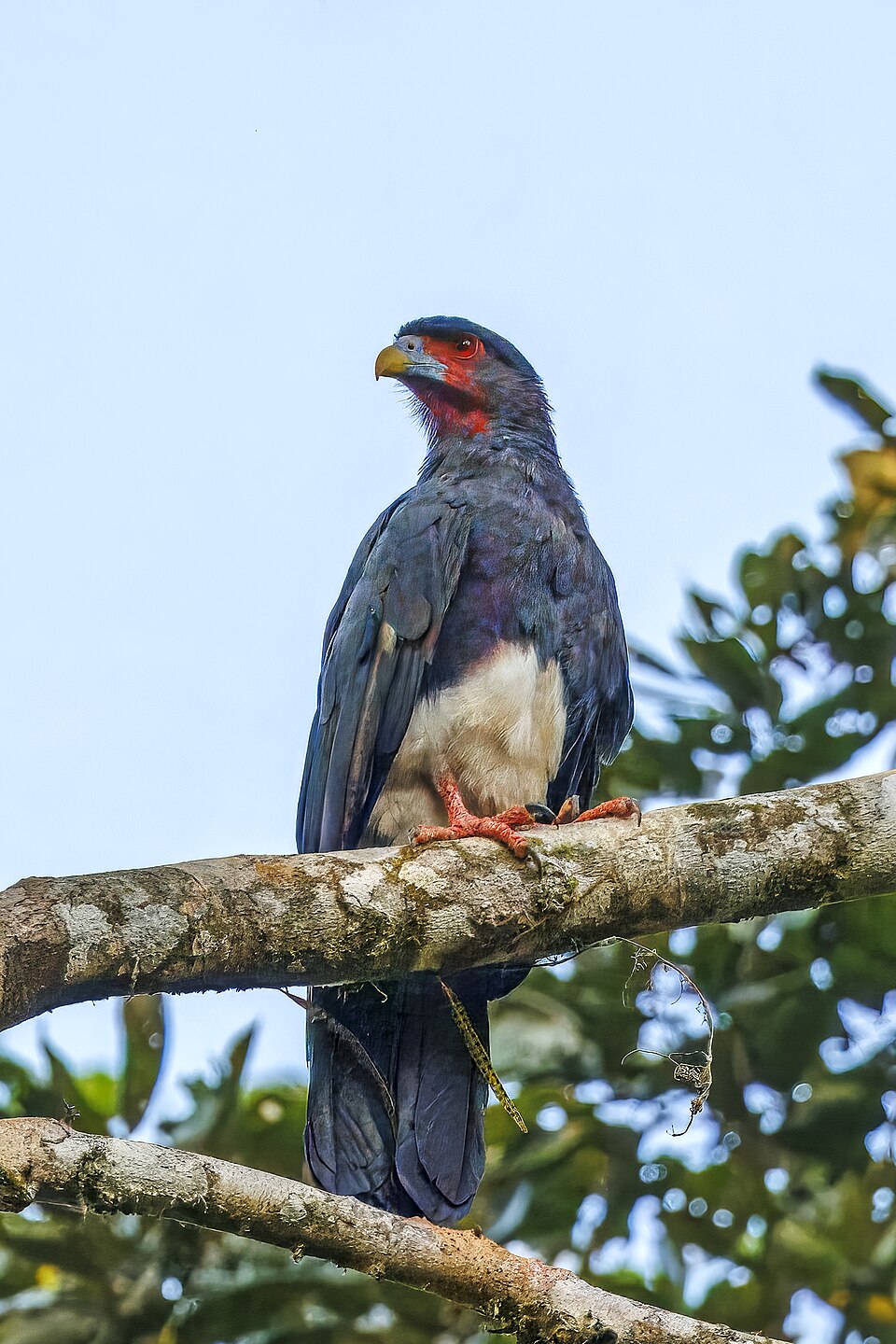 Red-throated Caracara