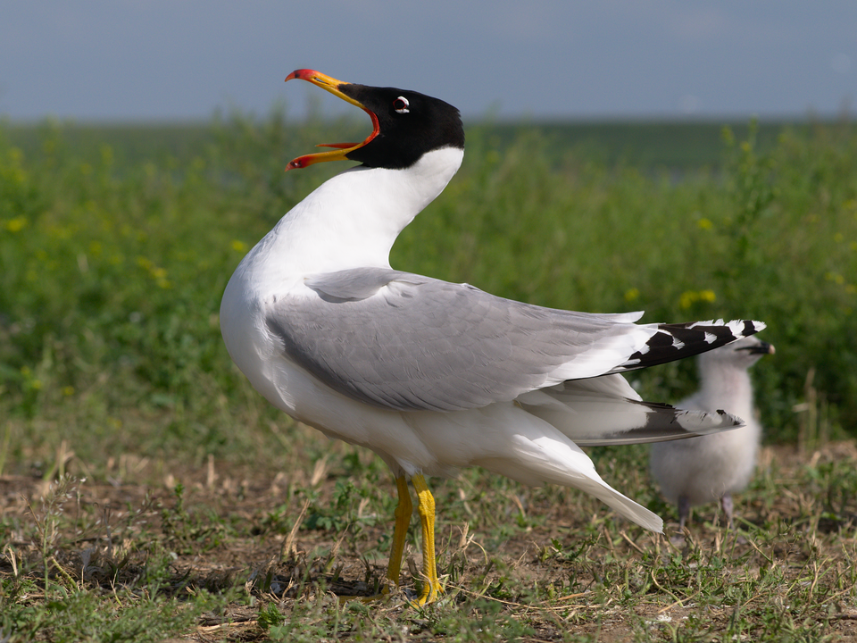 Pallas's Gull