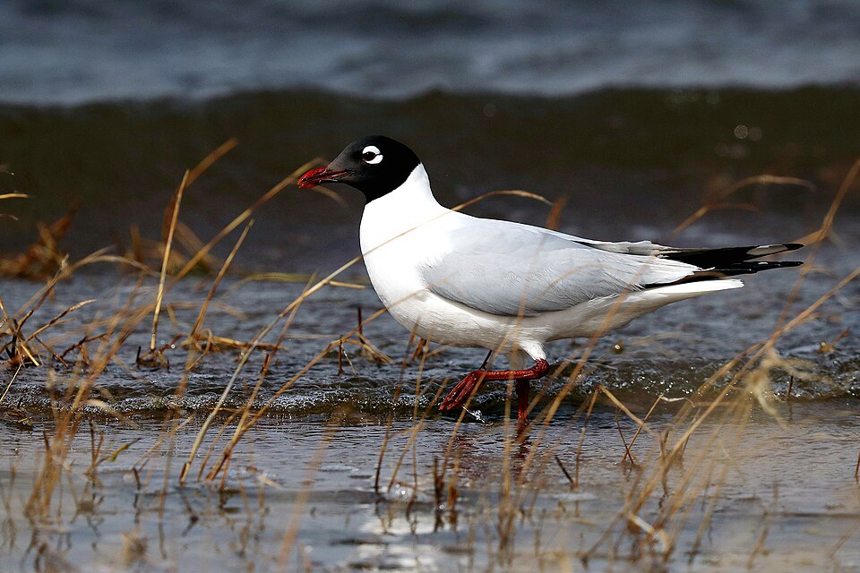 Relict Gull