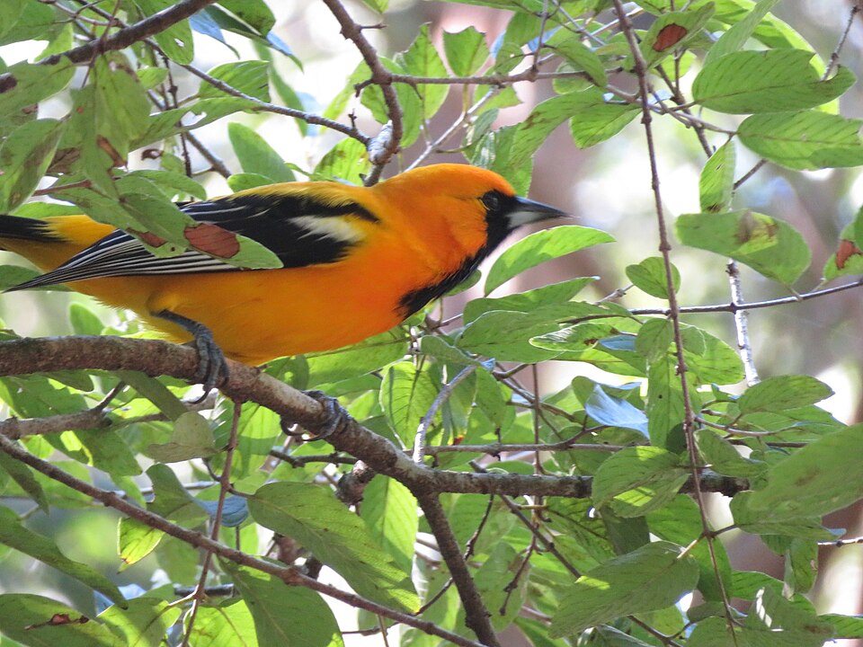Orange Oriole