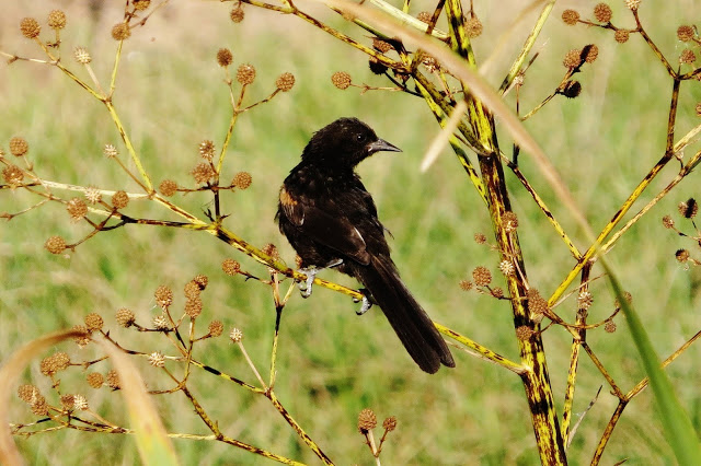 Epaulet Oriole