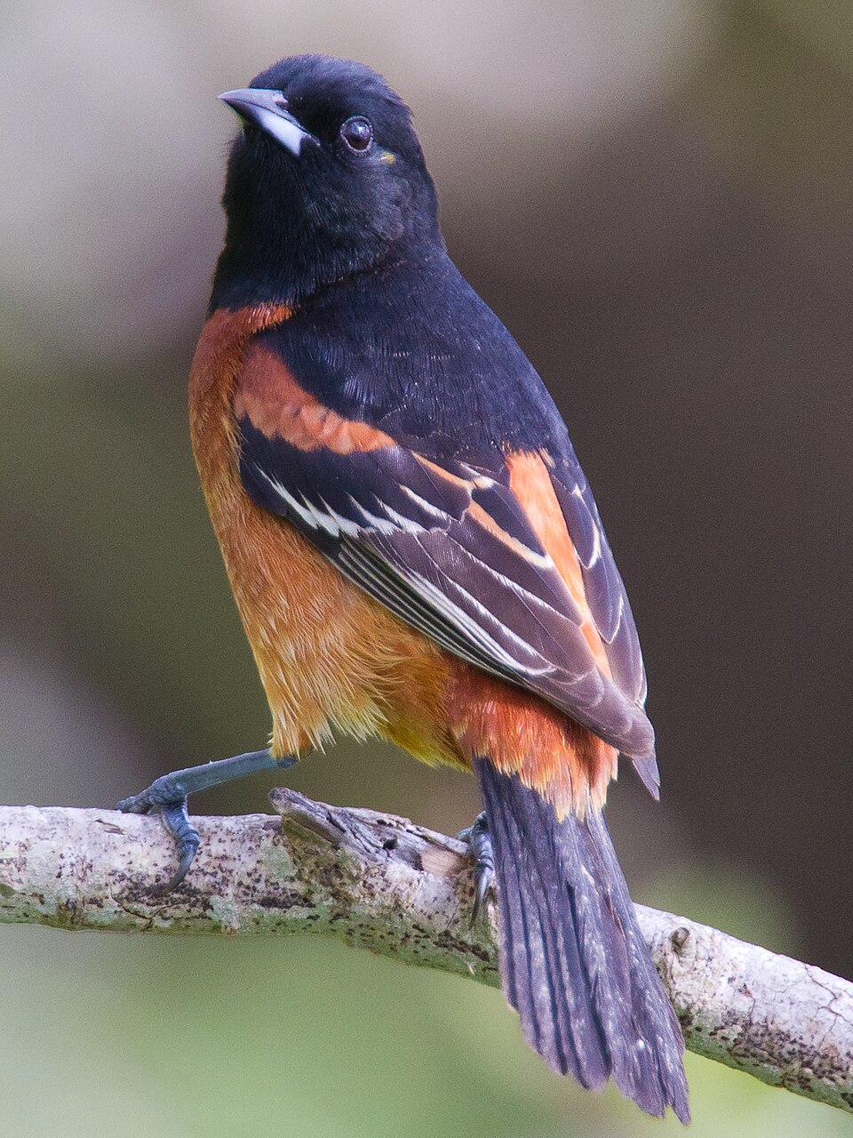 Ochre Oriole