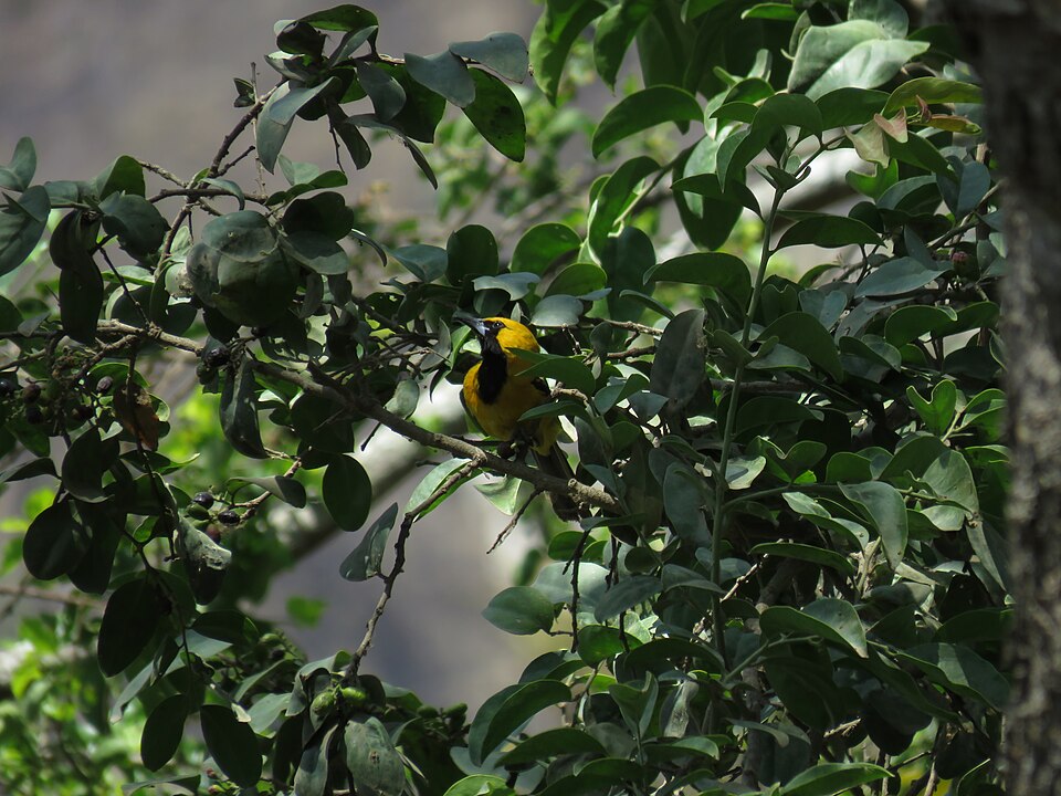 White-edged Oriole
