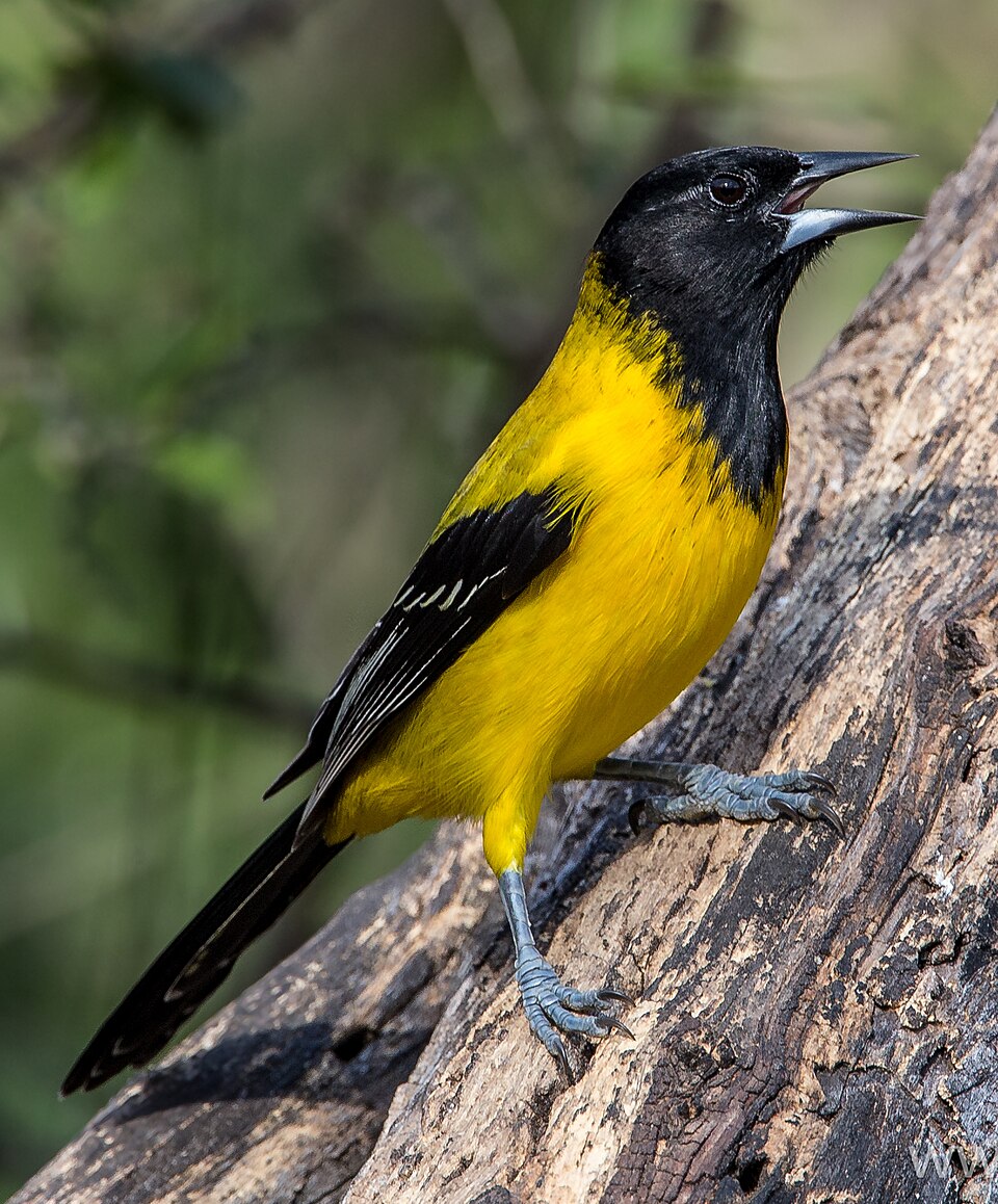 Audubon's Oriole