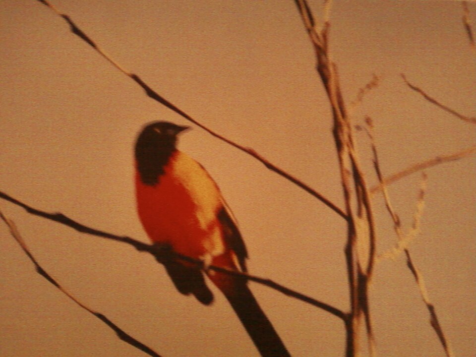 Campo Troupial