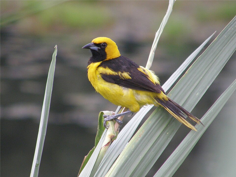 Yellow-tailed Oriole
