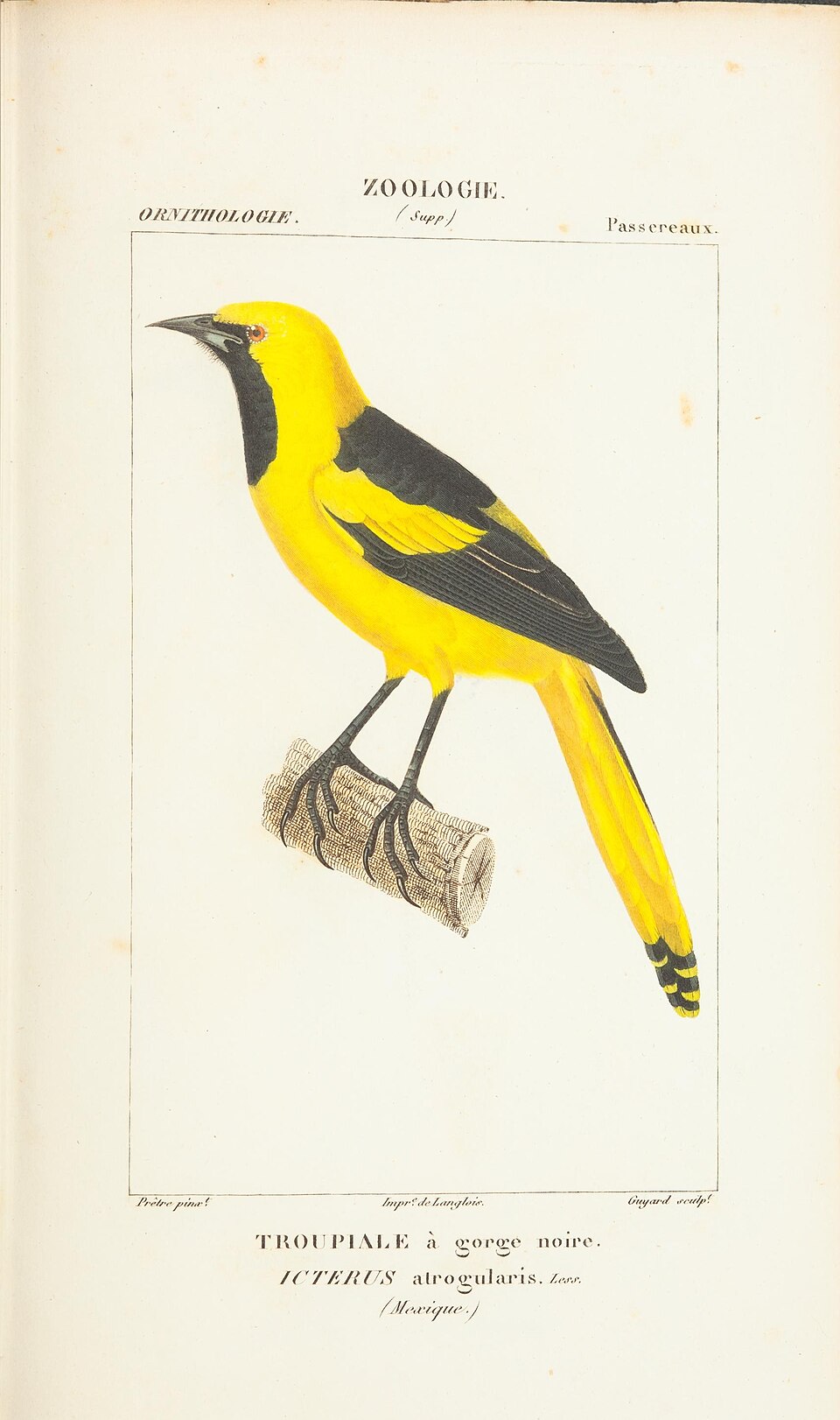 Yellow Oriole