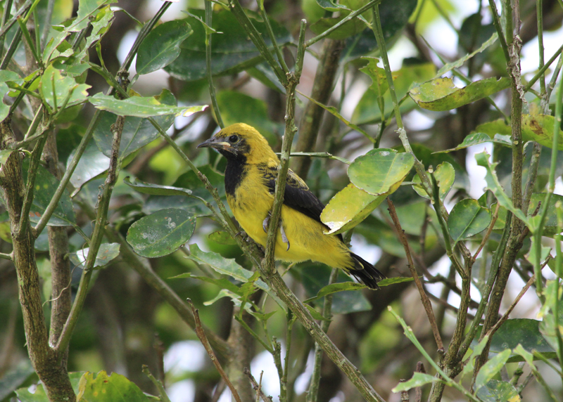 Black-cowled Oriole