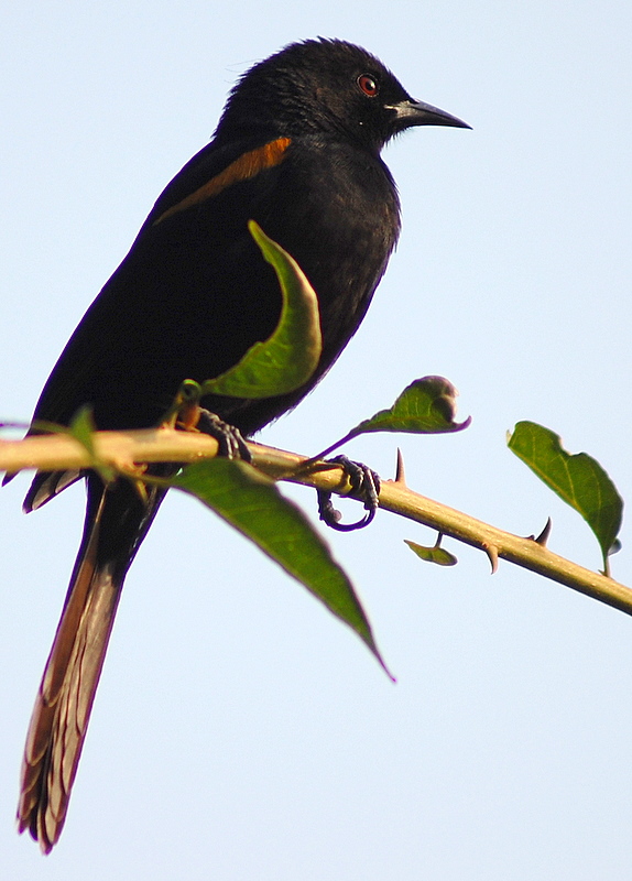 Variable Oriole