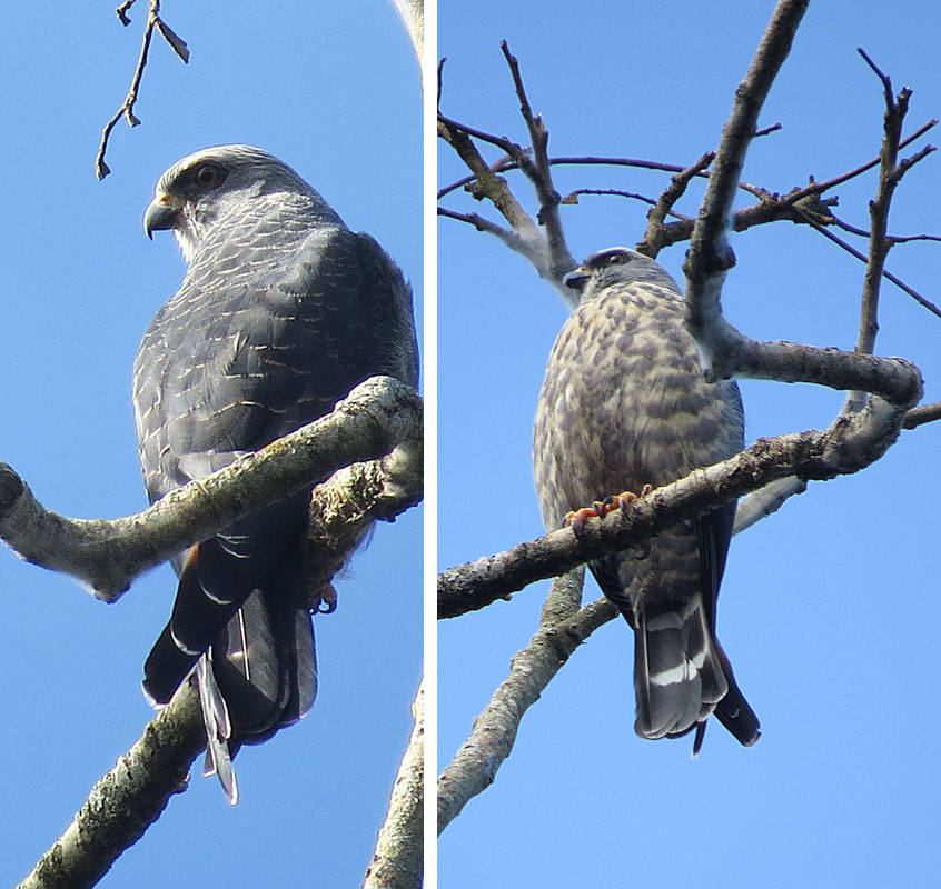 Plumbeous Kite