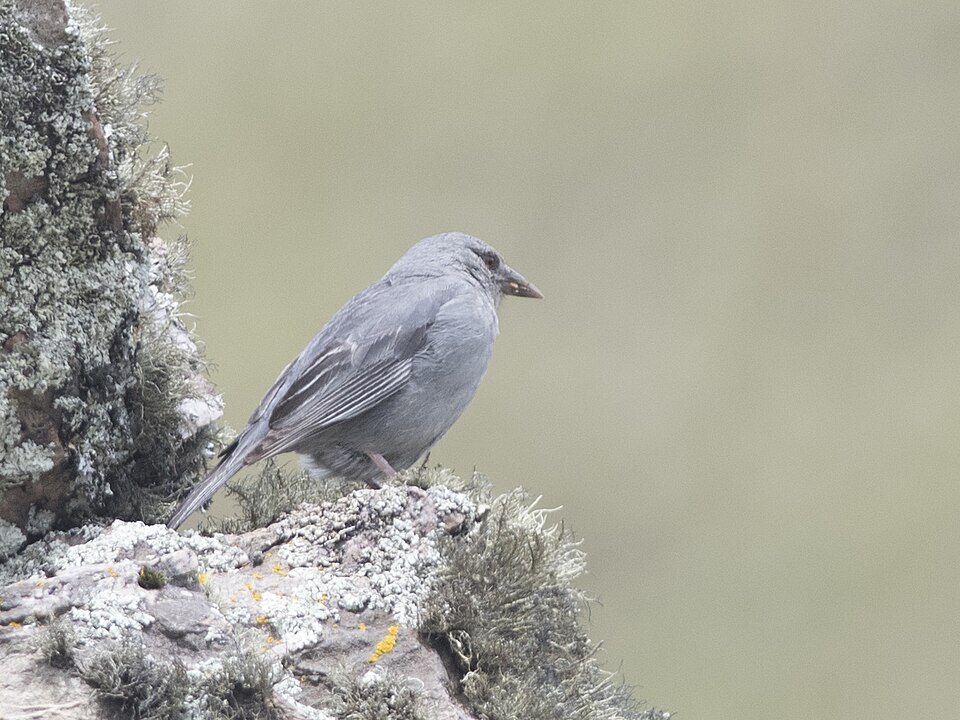 Boulder Finch