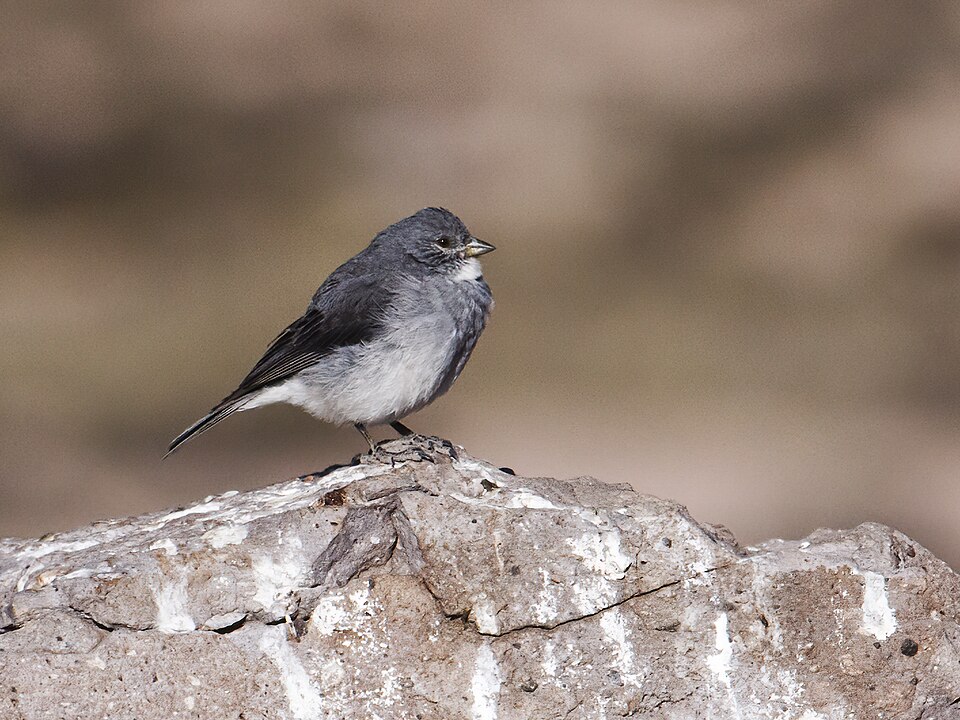 White-throated Sierra Finch