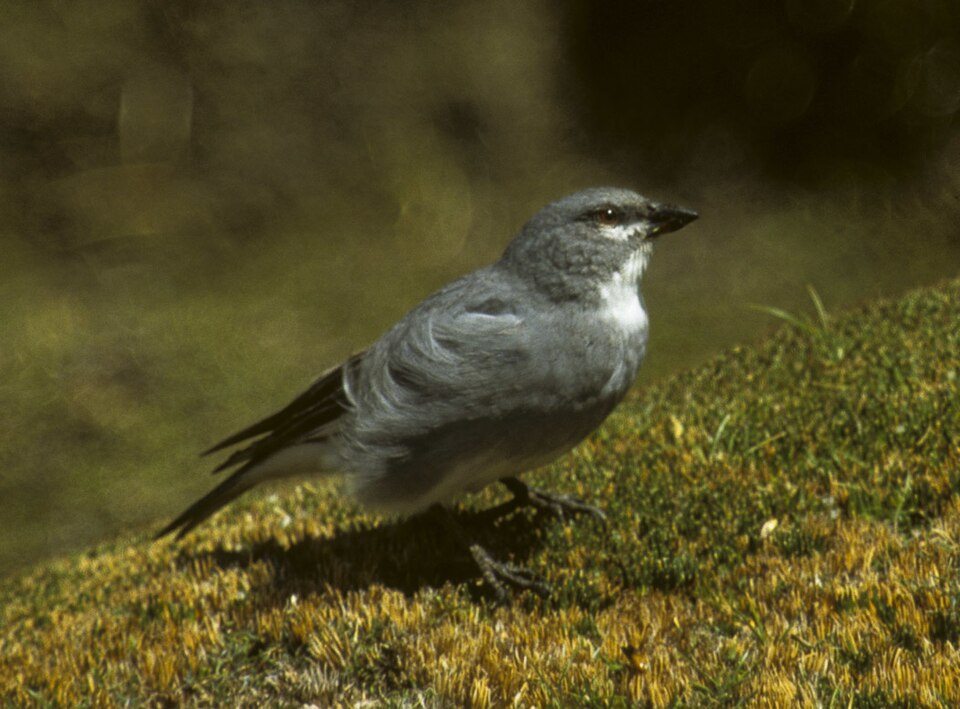 Glacier Finch
