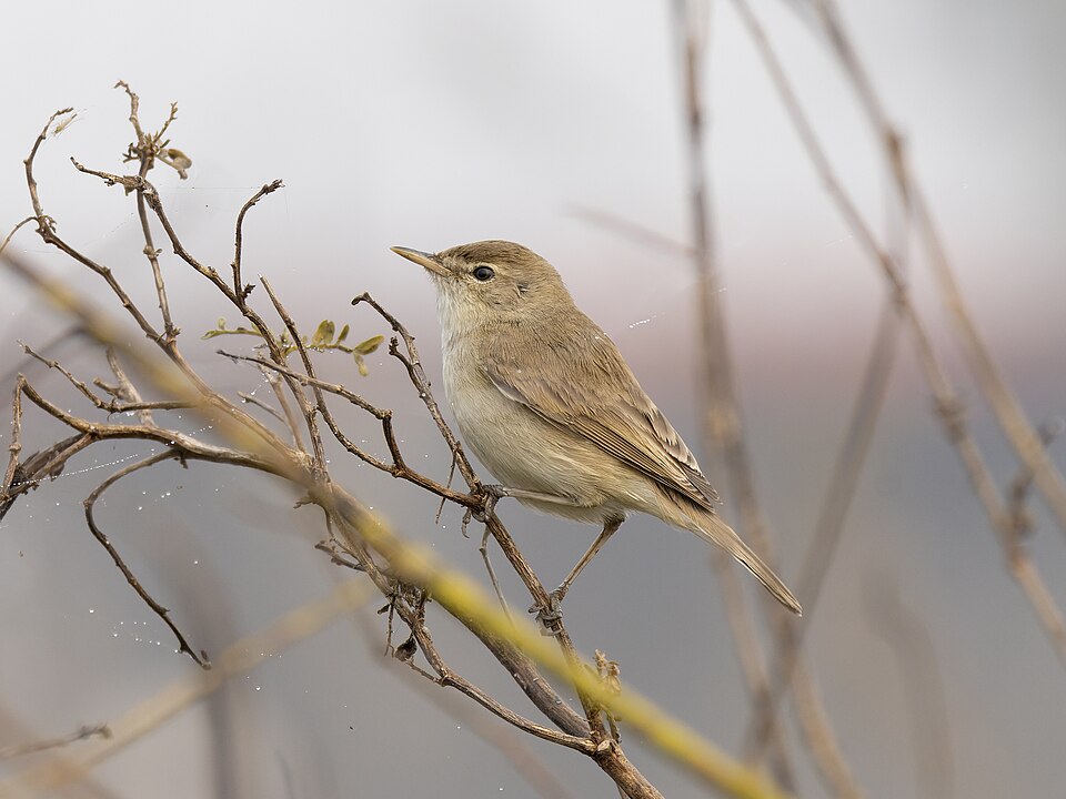 Booted Warbler