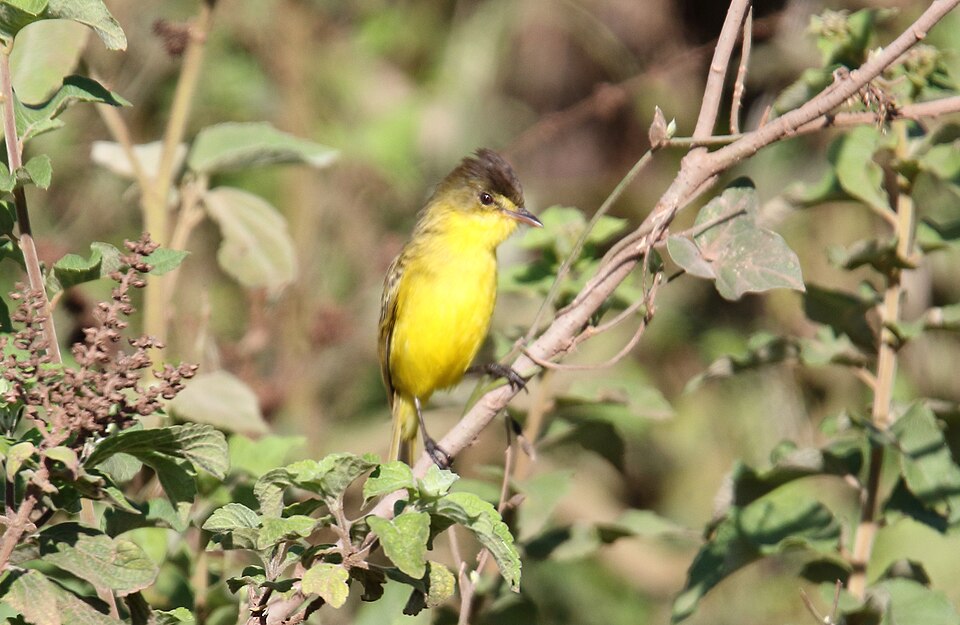 African Yellow Warbler