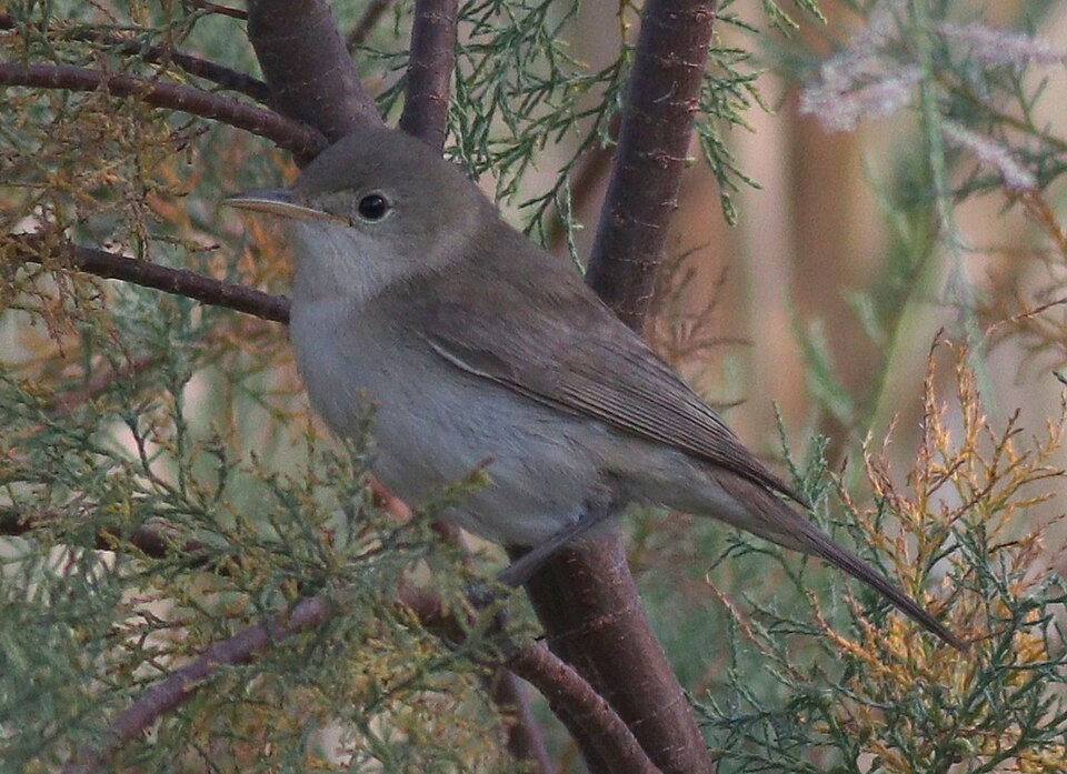 Western Olivaceous Warbler
