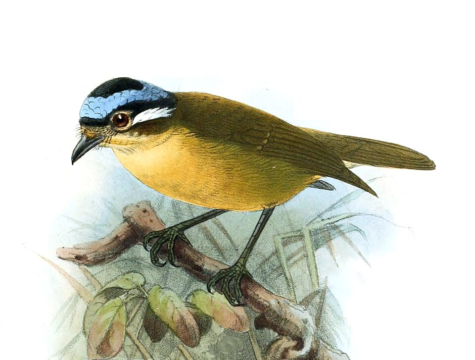 Blue-capped Ifrit