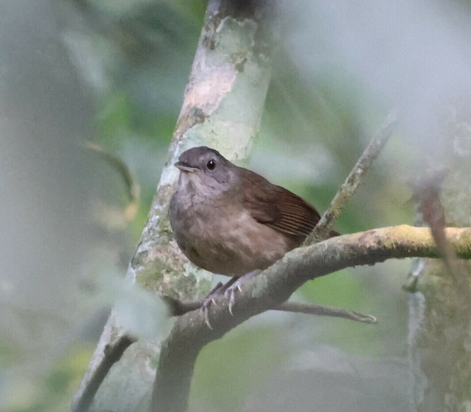 Scaly-breasted Illadopsis