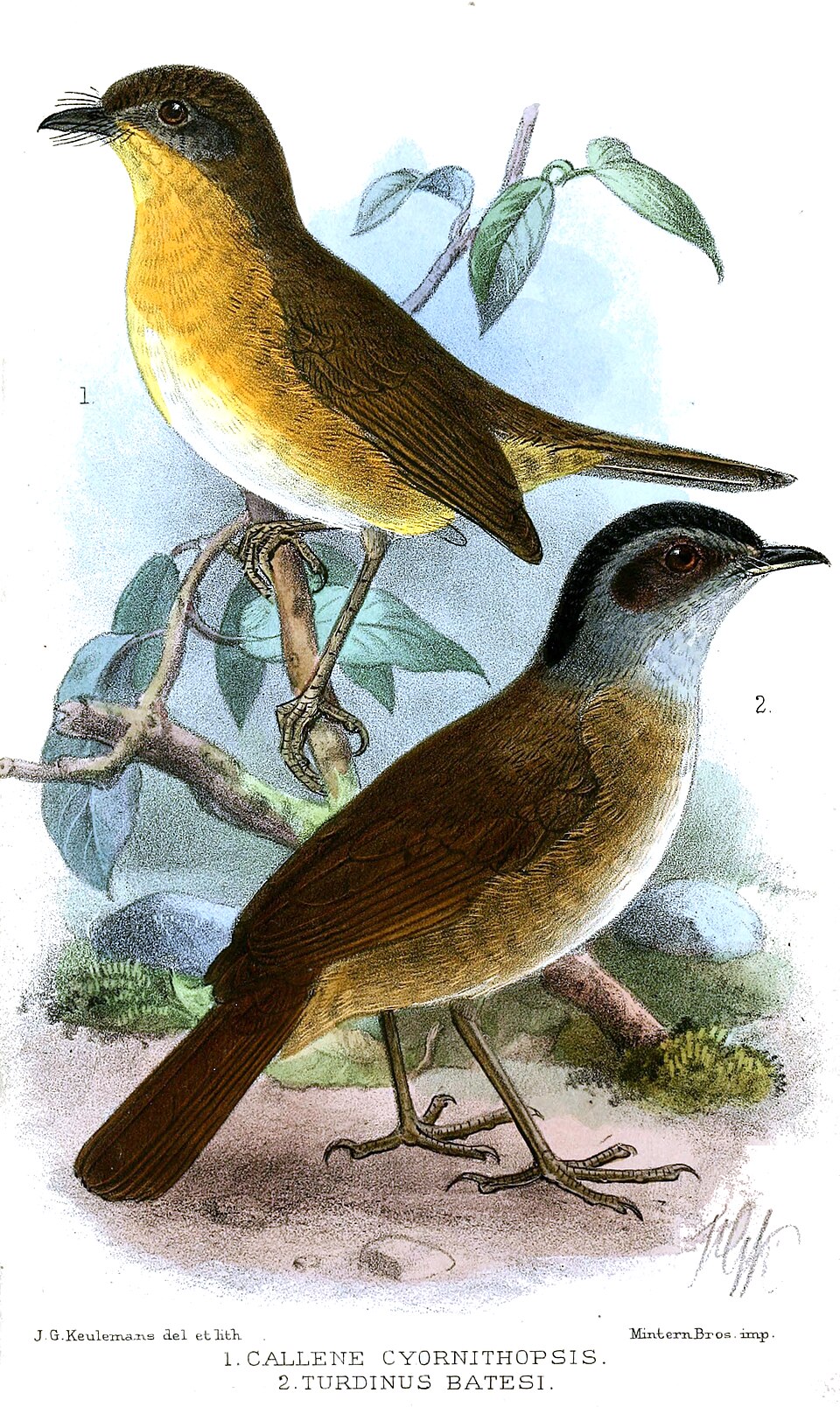 Blackcap Illadopsis