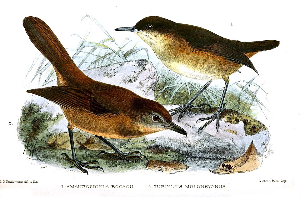 Brown Illadopsis