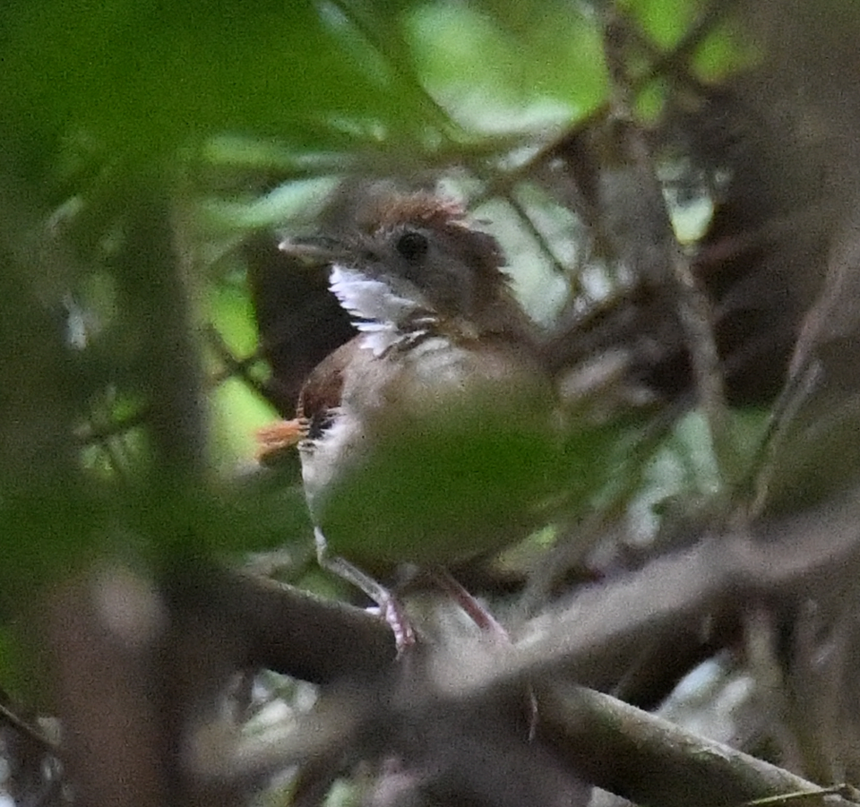 Puvel's Illadopsis