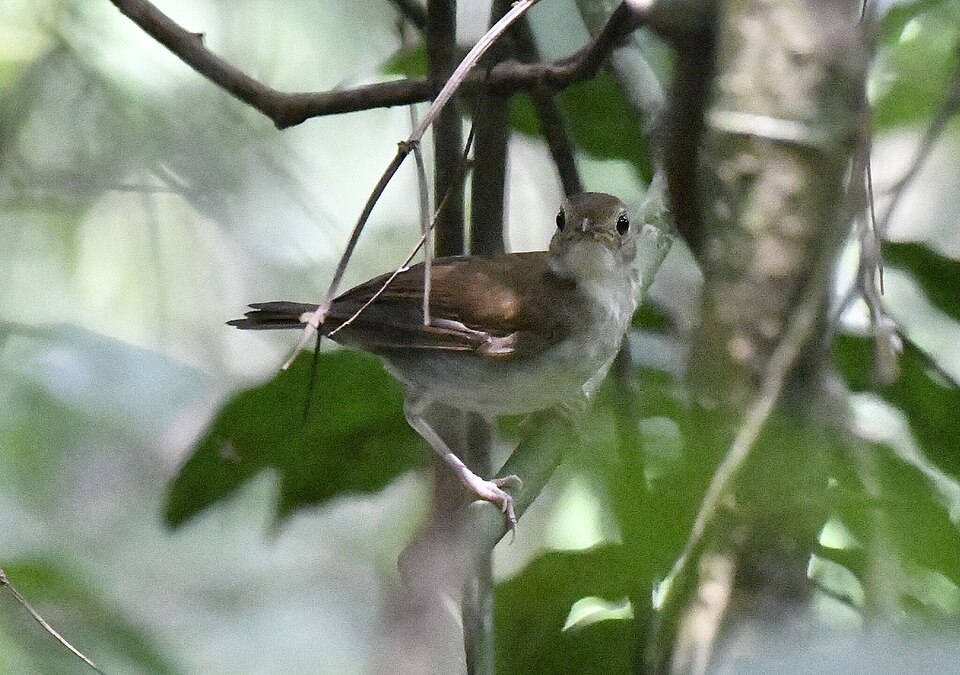 Rufous-winged Illadopsis