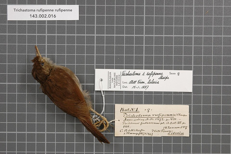 Pale-breasted Illadopsis