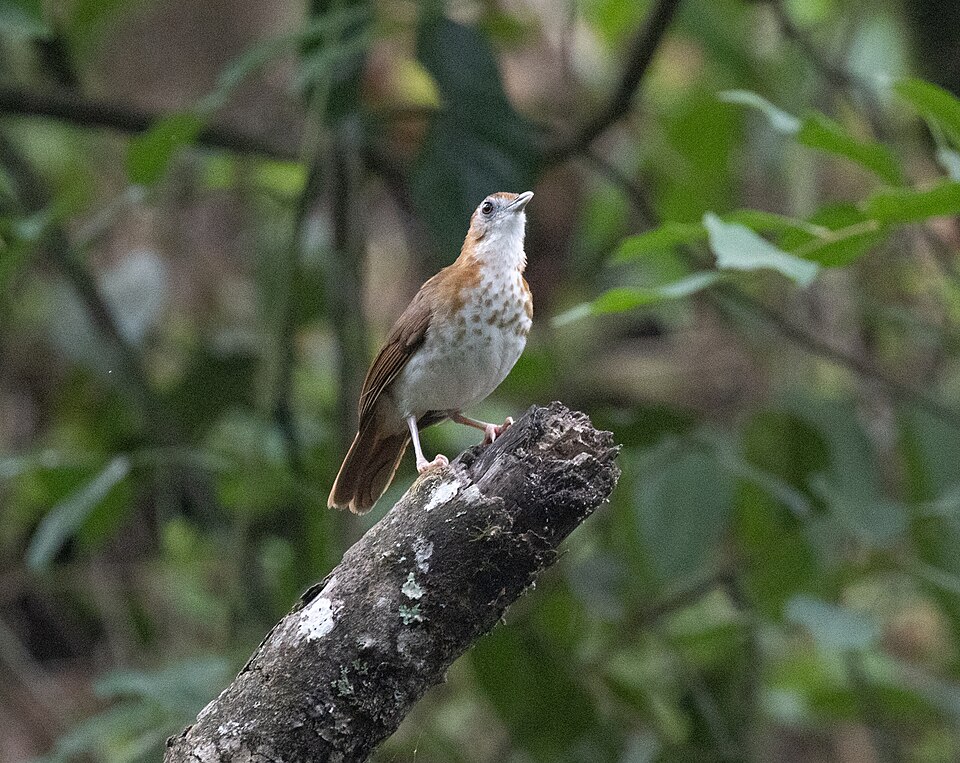 Spotted Thrush-Babbler