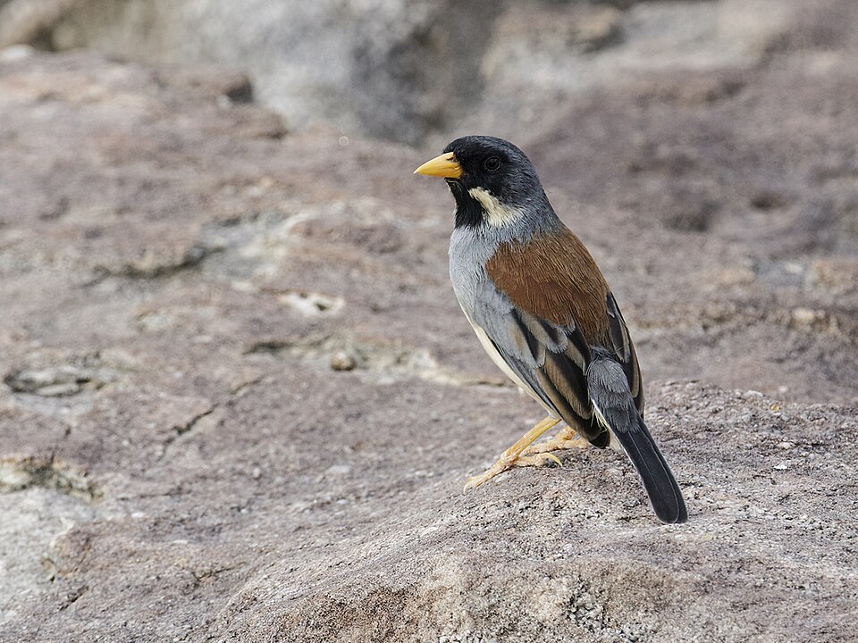 Buff-bridled Inca Finch