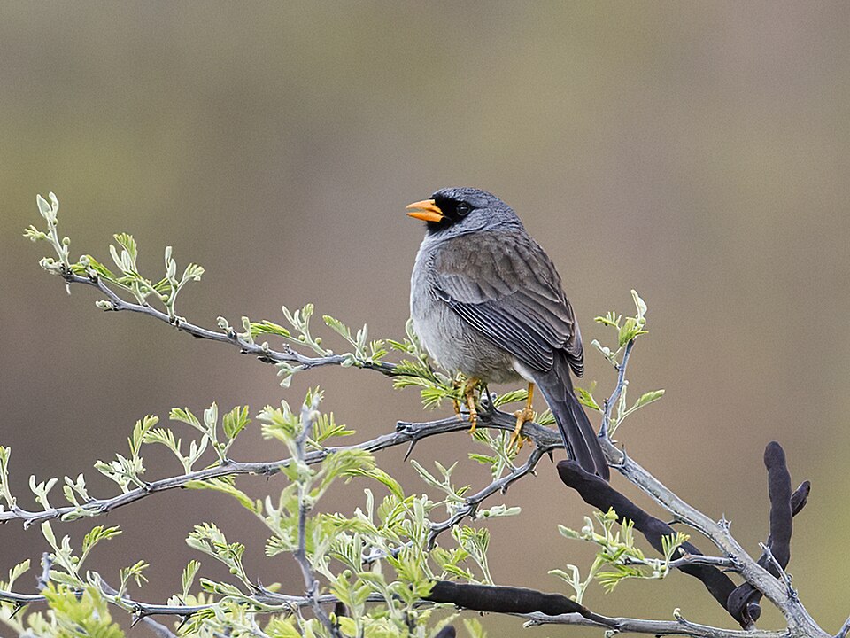 Grey-winged Inca Finch