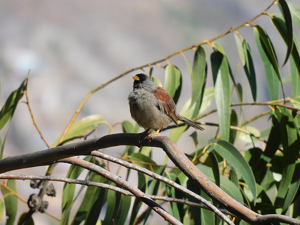 Rufous-backed Inca Finch