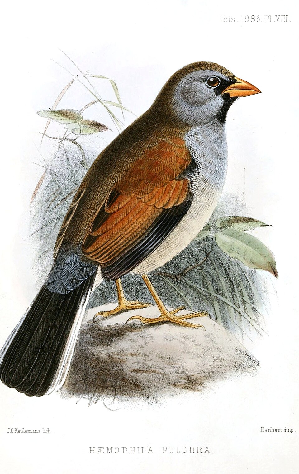 Great Inca Finch
