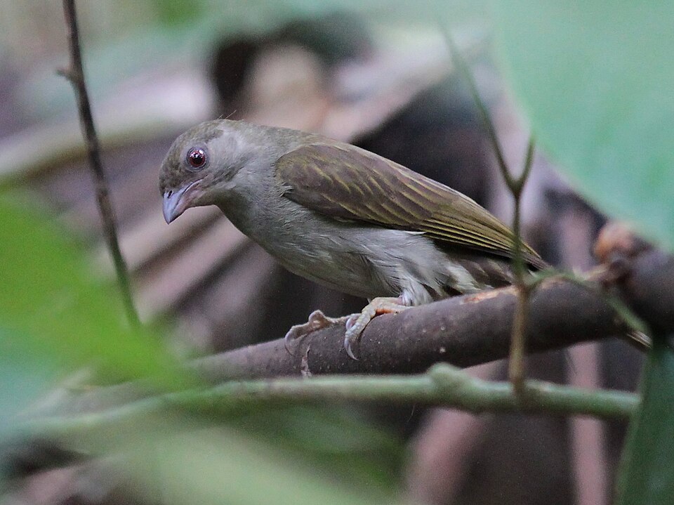 Malaysian Honeyguide