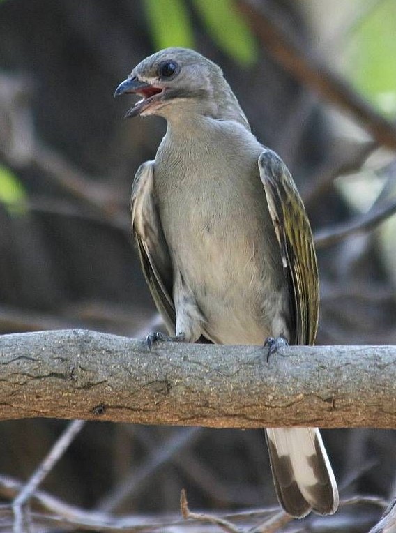 Thick-billed Honeyguide