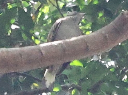 Least Honeyguide