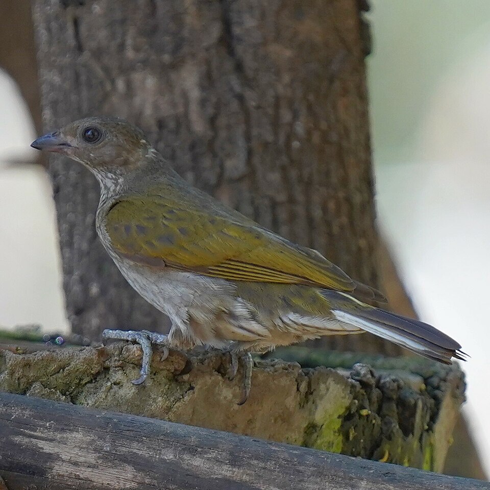 Spotted Honeyguide