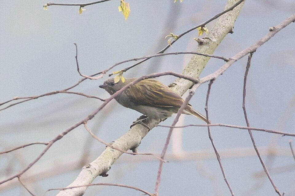 Dwarf Honeyguide