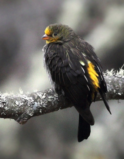 Yellow-rumped Honeyguide