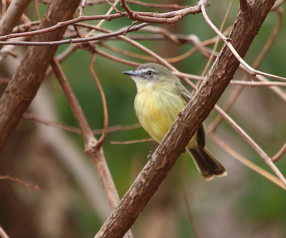 Pale-tipped Inezia